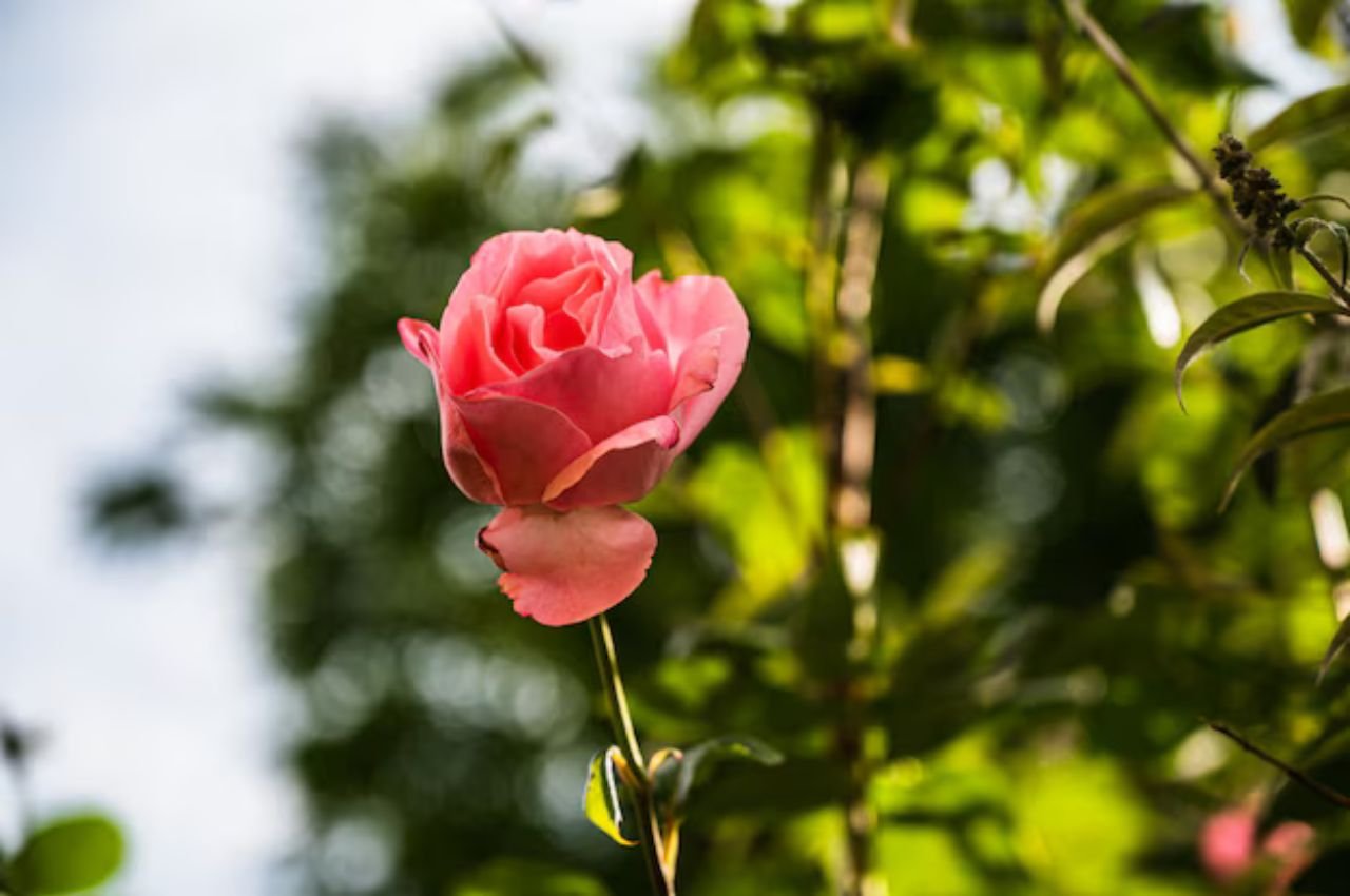 Beautiful Pink Rose Garden