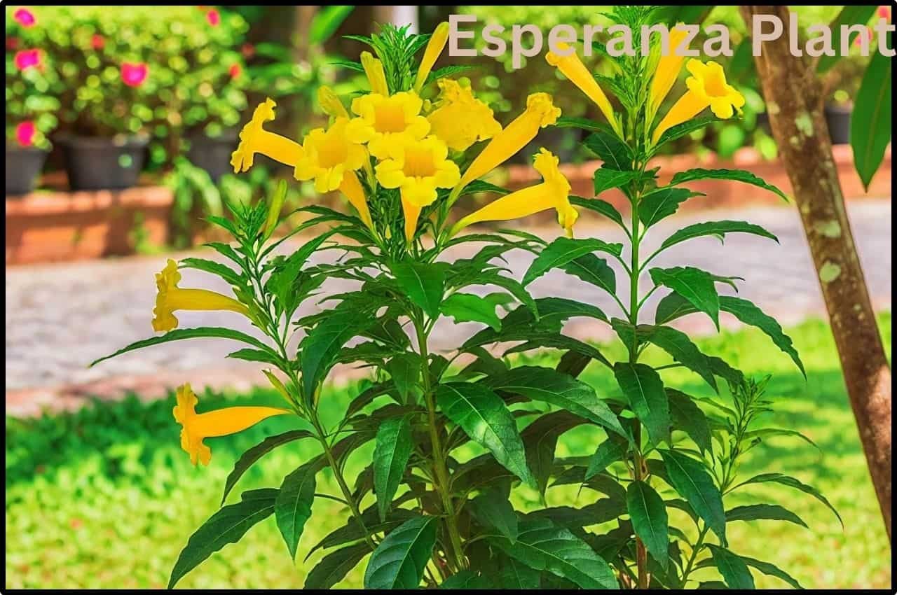 Esperanza Plant